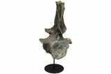 Apatosaurus Dorsal Vertebra With Stand - Colorado #113388-5
